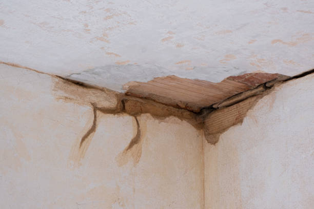 Best Water damage contractors near me  in Willard, MO