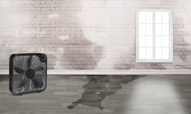 Carpet water damage restoration in Willard, MO