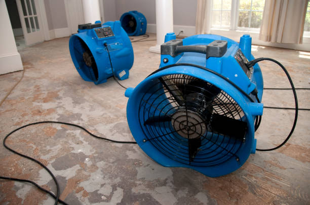 Best Basement water damage restoration  in Willard, MO